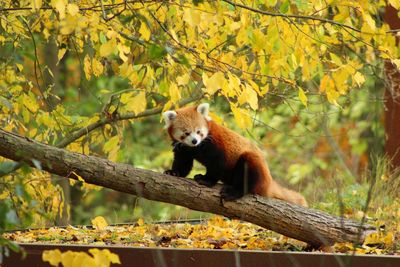 Squirrel on tree in forest