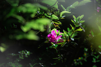 High angle view of pink flowering plant