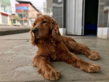 Close-up of dog relaxing outdoors