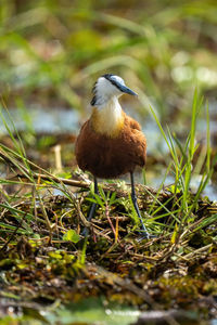 Close-up of bird perching on field