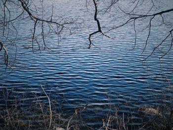 High angle view of bare trees by lake