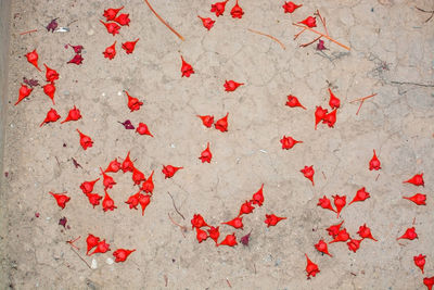 High angle view of red petals on wall