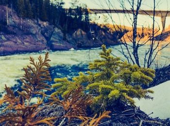 Pine trees by lake during winter