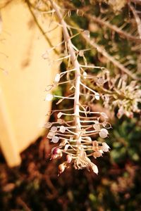 Close-up of flowers against blurred background