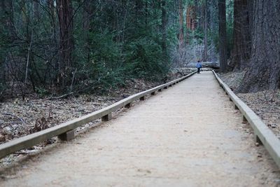 Distant view of boy standing on footpath in forest