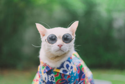 Close-up of cat wearing sunglasses