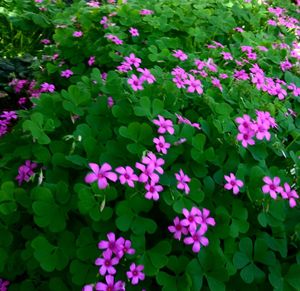 High angle view of purple flowers blooming in garden