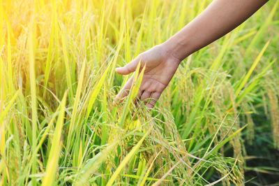 Cropped image of hand touching wheat crops on field