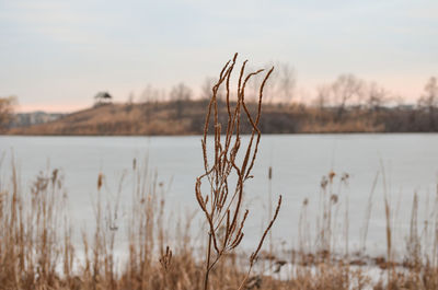 Close-up of plants in lake against sky