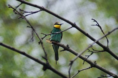 Close-up of bird perching on branch