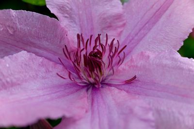 Close-up of pink flower