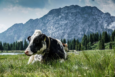 Alpen cow in a field.