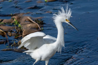 Snowy egret with messy feathers