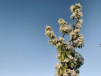 Low angle view of flowering plant against clear sky