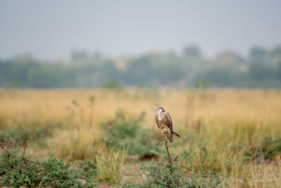 Bird on a field