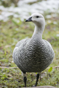 Close-up of duck on field