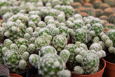 Close-up of succulent plant