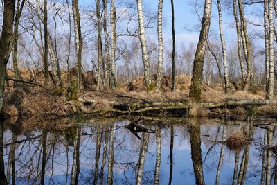 Reflection of bare trees in lake