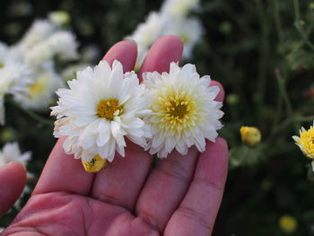 Close-up of hand holding flowering plant