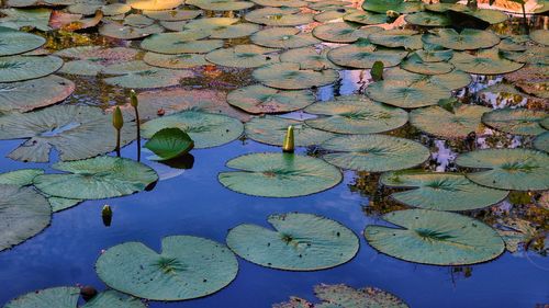 High angle view of lily pads in pond