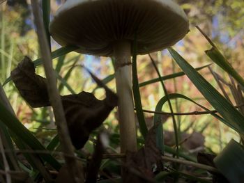 Close-up of cat on plant
