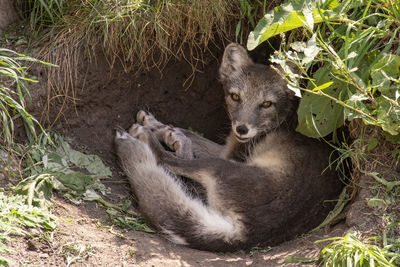 High angle portrait of arctic fox relaxing on land in forest