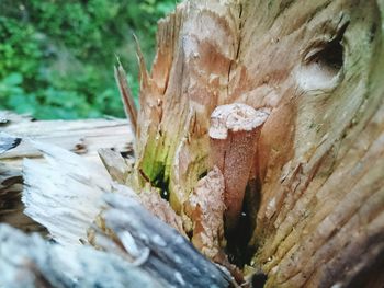 Close-up of tree trunk