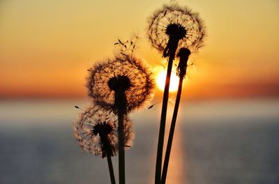 Close-up of wilted dandelion against sky during sunset