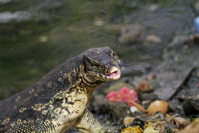 Close-up of lizard on rock