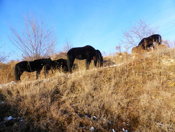 Horses in a field