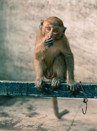 Monkey sitting on looking away