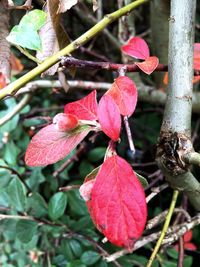 Close-up of leaves on plant