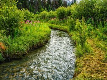 Scenic view of forest