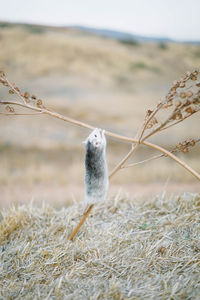 Close-up of rat on plant