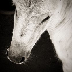 Close-up of horse