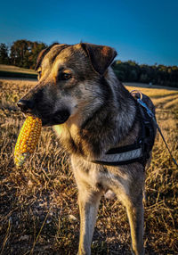 Close-up of dog on field