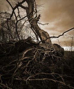 Low angle view of bare tree against sky