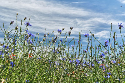 Close-up of purple flowering plants on field against sky