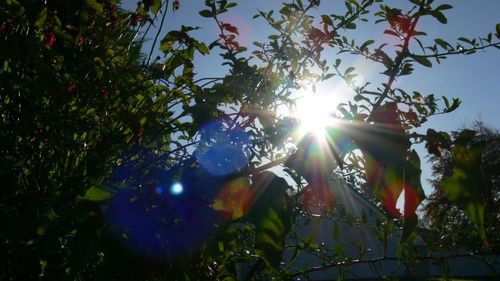 Low angle view of trees against blue sky