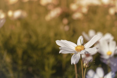 Close-up of white flower