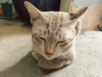 Close-up of cat resting on rock