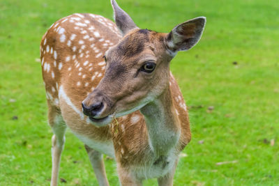 Portrait of female fallow deer on field