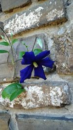Close-up of purple flowers