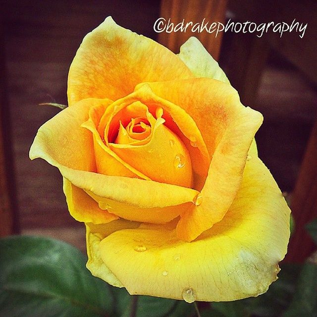 petal, flower, flower head, fragility, freshness, yellow, close-up, single flower, rose - flower, beauty in nature, growth, focus on foreground, nature, rose, blooming, single rose, plant, in bloom, softness, no people