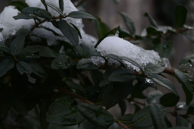 Close-up of wet plant