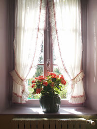 Potted plant on window sill at home