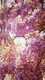 Low angle view of cherry blossoms