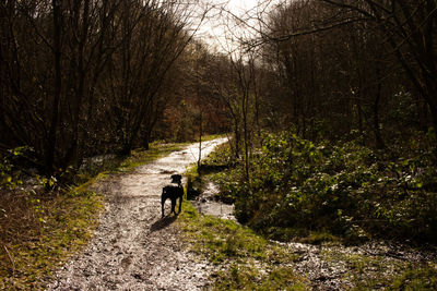 Dog walking in forest