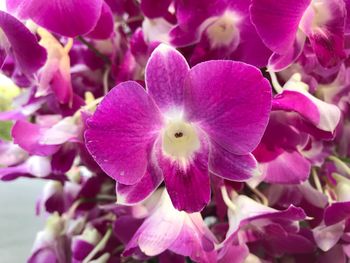 Close-up of purple flowers blooming outdoors