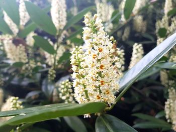 Close-up of white flowering plant